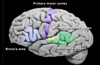 Auditory Pathway